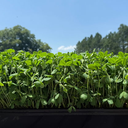  Dunn Pea 2.0 Microgreens