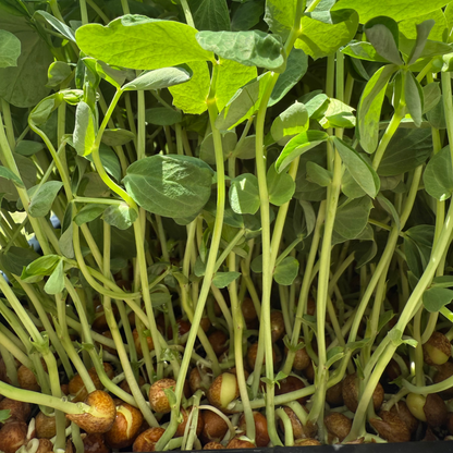  Dunn Pea 2.0 Microgreens