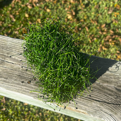  Garlic Chive Microgreens