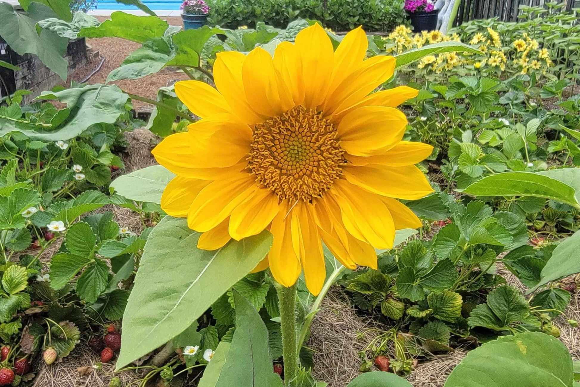  ProCut&reg; Gold Lite Sunflower