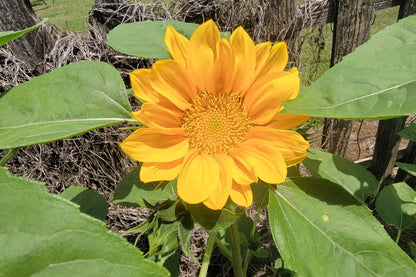  ProCut&reg; Gold Lite Sunflower