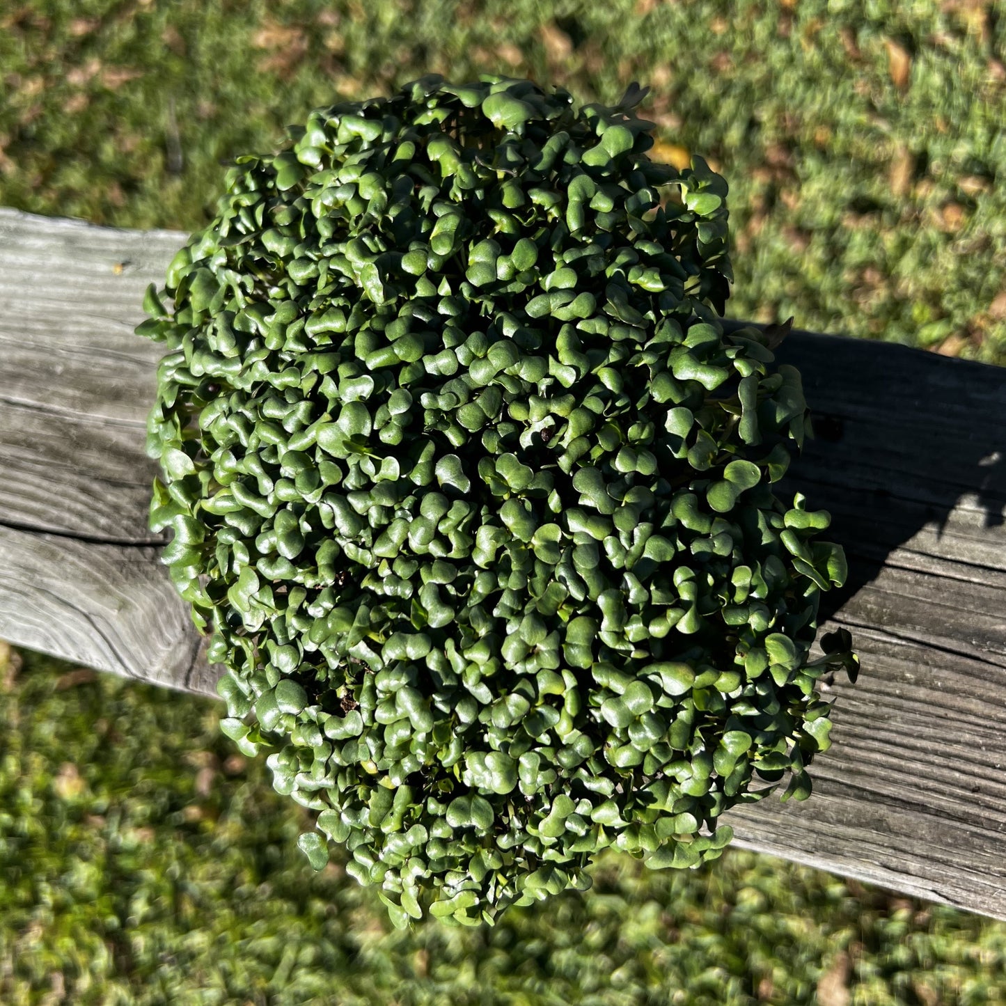  Golden Acre Cabbage Microgreen