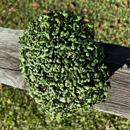  Golden Acre Cabbage Microgreen