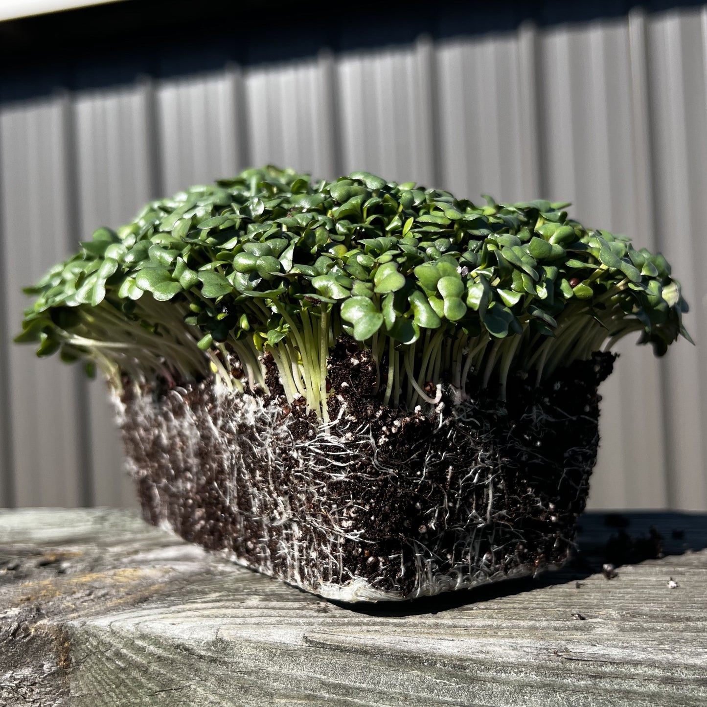  Golden Acre Cabbage Microgreen
