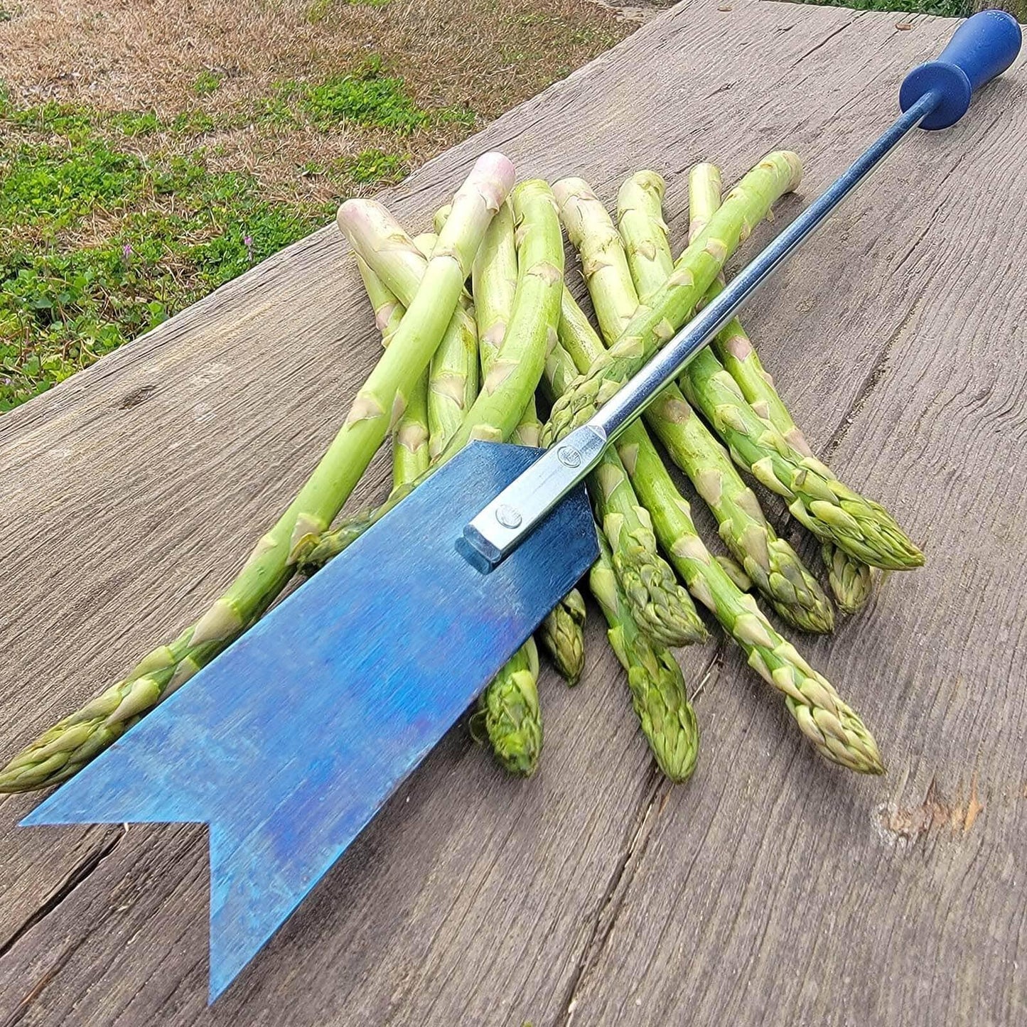  Asparagus Knife
