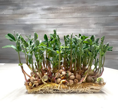  5x5 Grow Mats