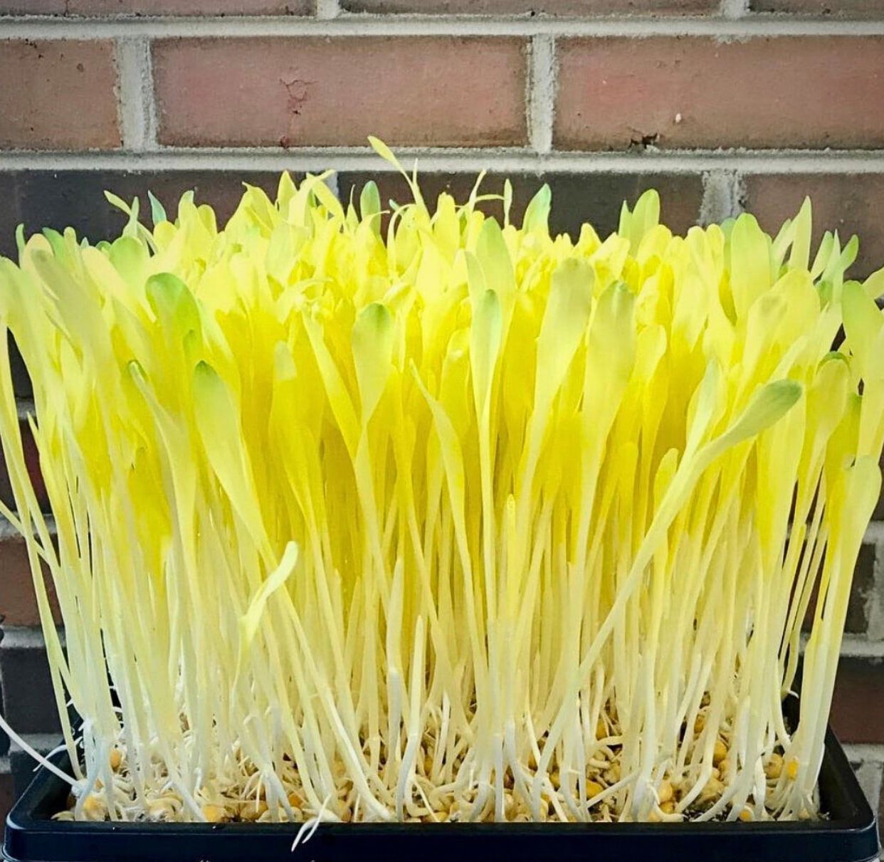  Popcorn Microgreens