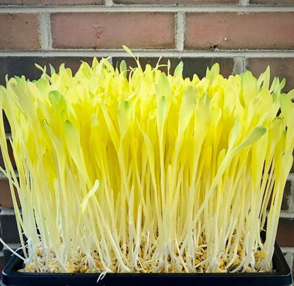  Popcorn Microgreens