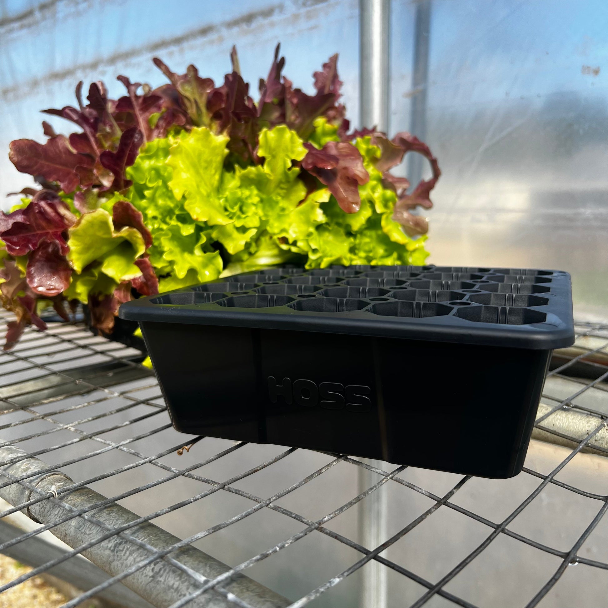  25 Cell Seed Starting Tray