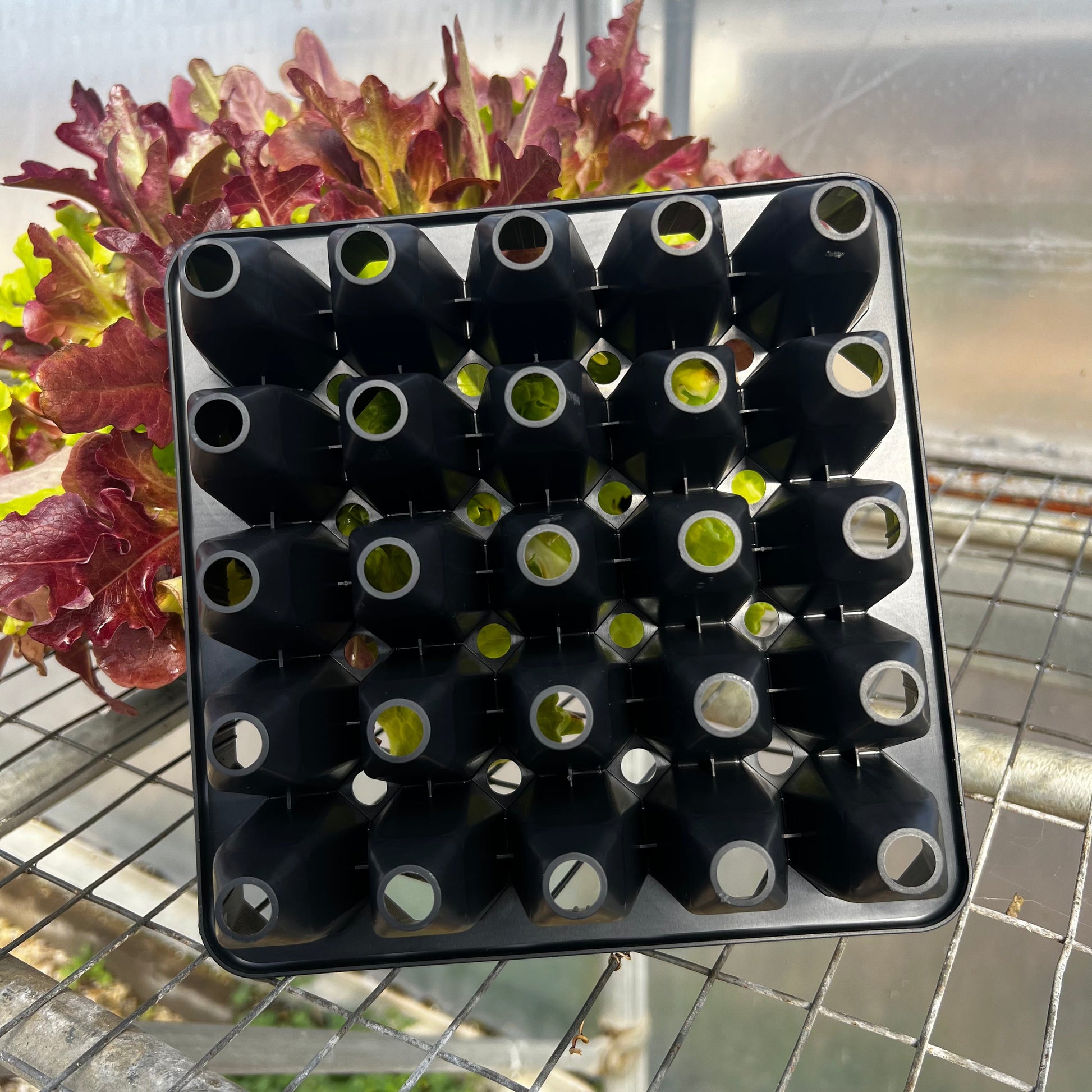  25 Cell Seed Starting Tray