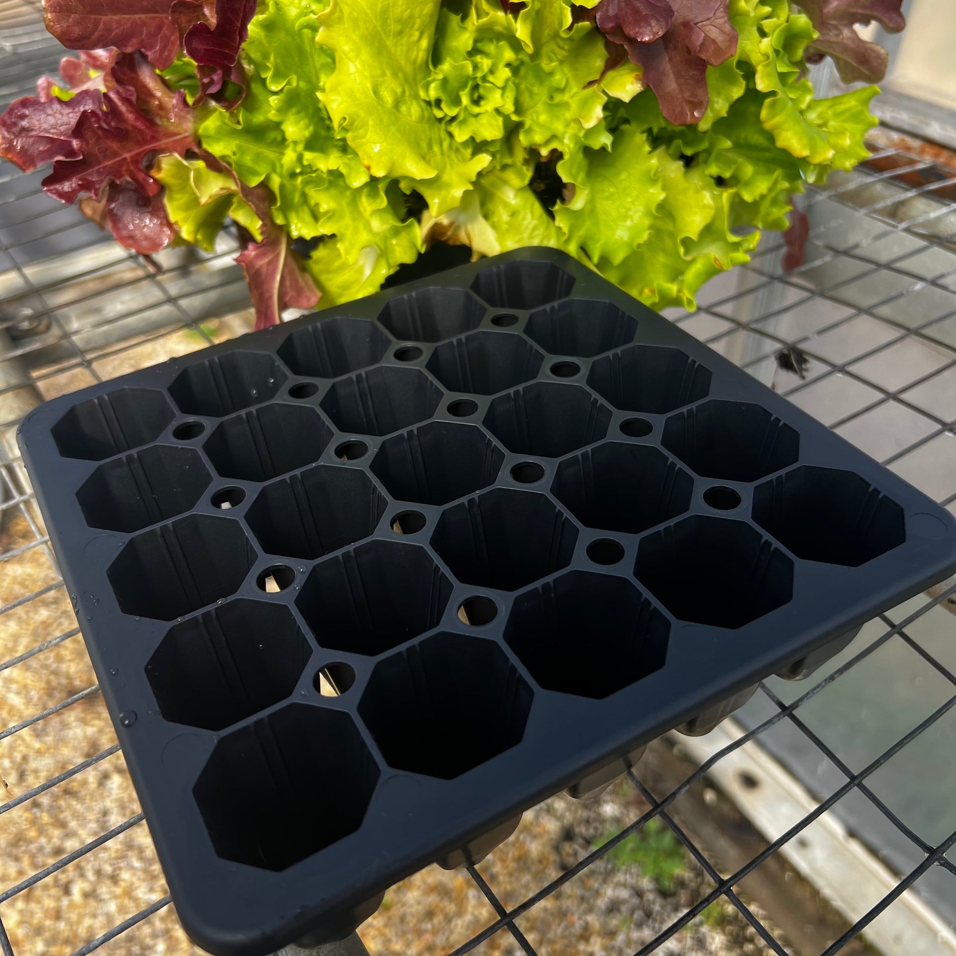  25 Cell Seed Starting Tray
