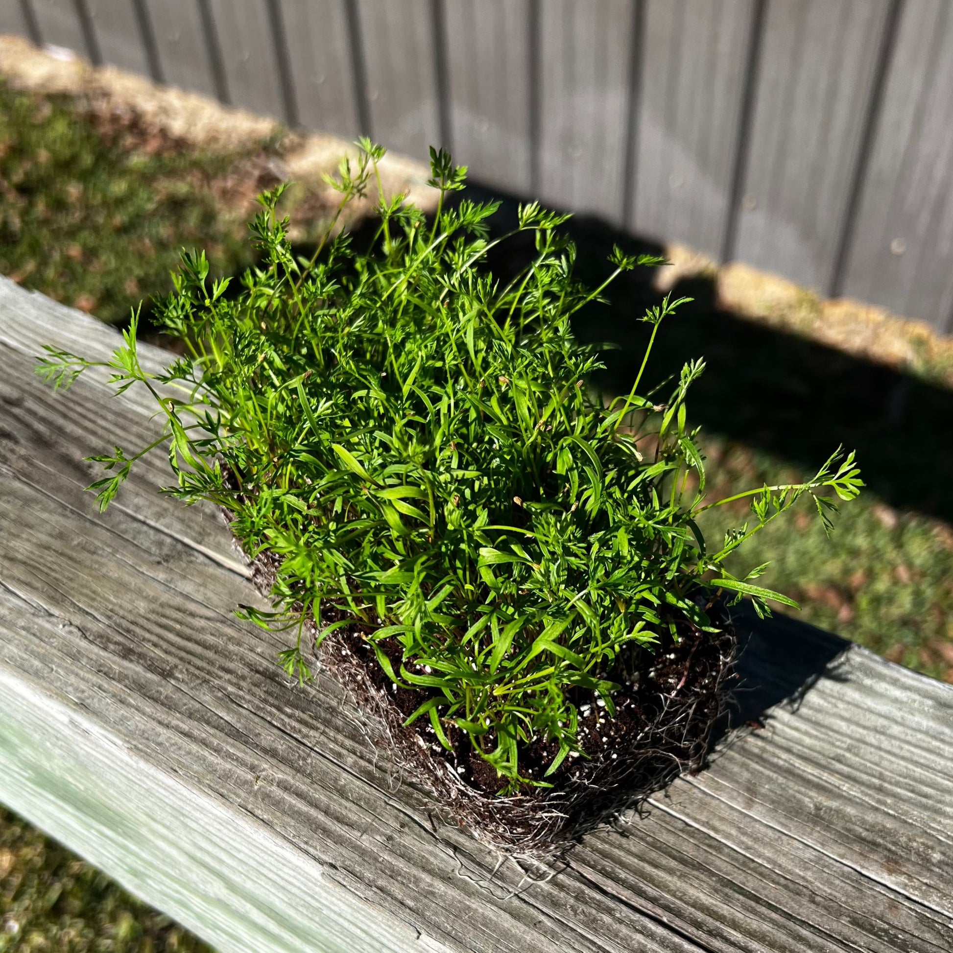  Carrot Microgreens