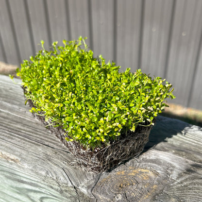  Celery Microgreens