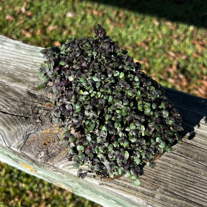  Bi-colored Perilla Microgreens