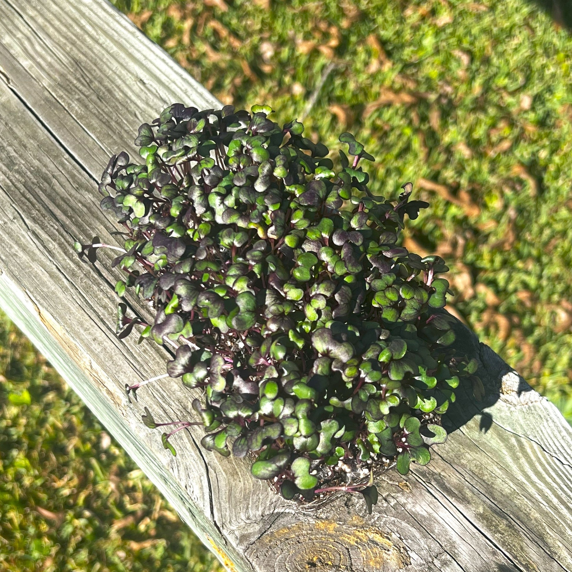 Red Acre Cabbage Microgreens