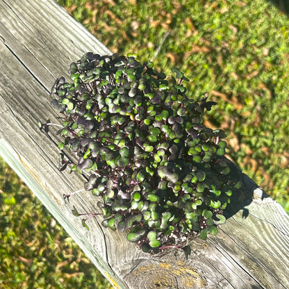  Red Acre Cabbage Microgreens