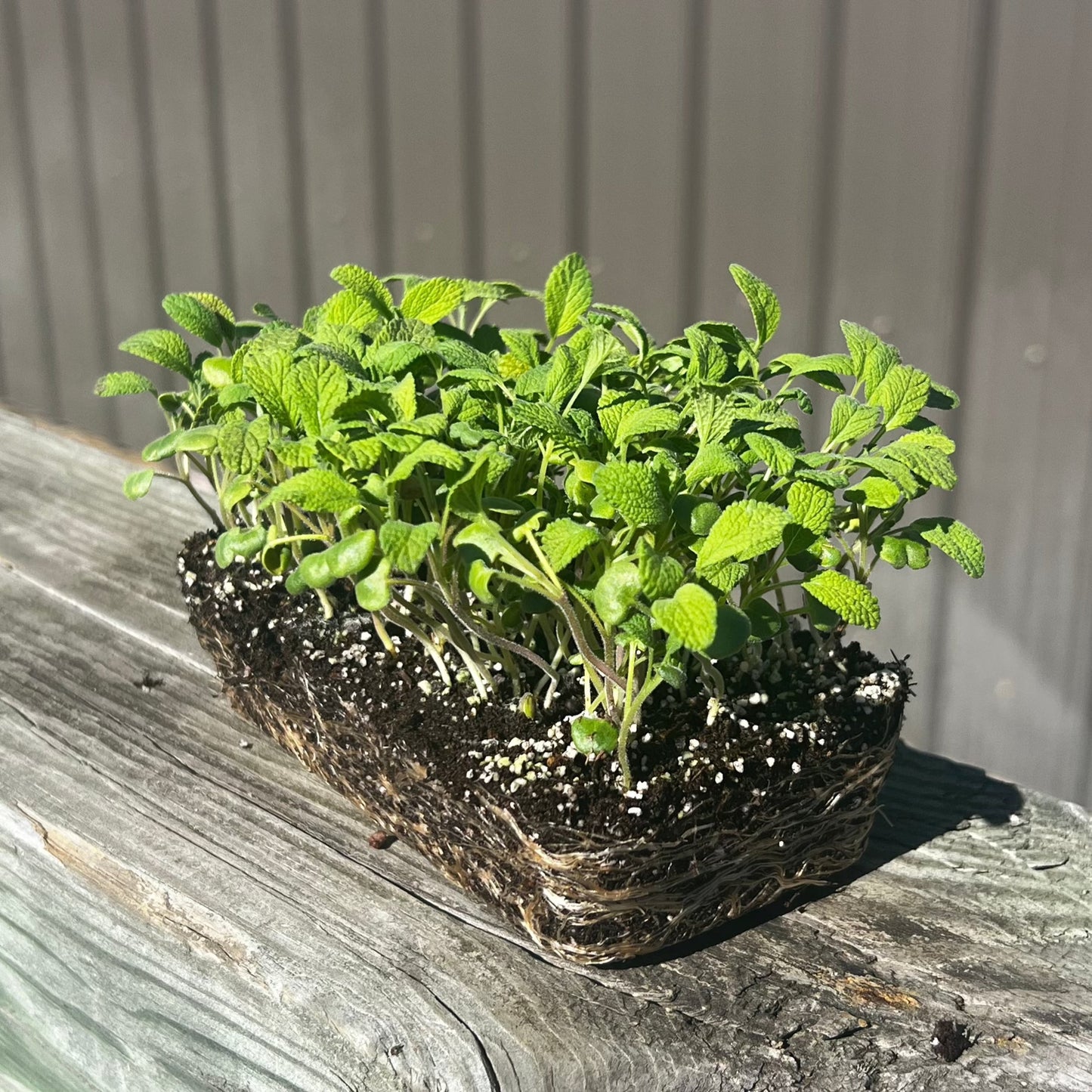  English Sage Microgreens