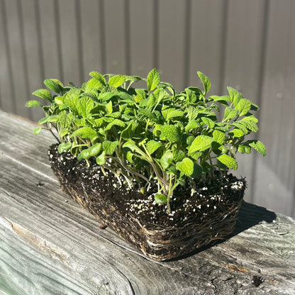  English Sage Microgreens