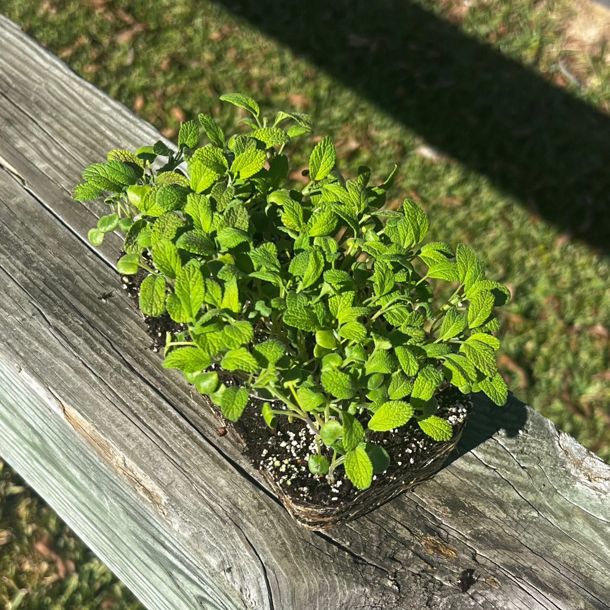  English Sage Microgreens