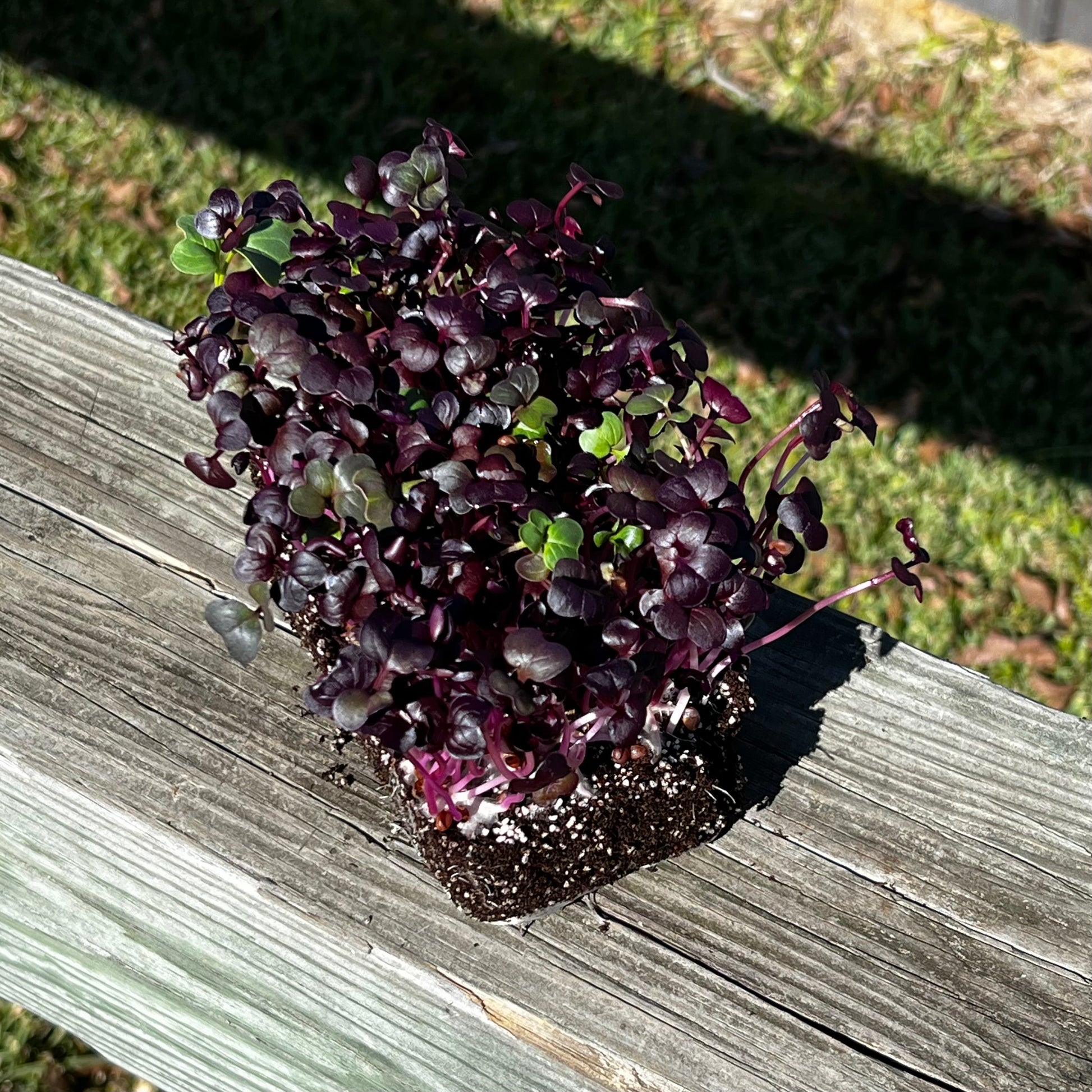  Rambo Radish Microgreens