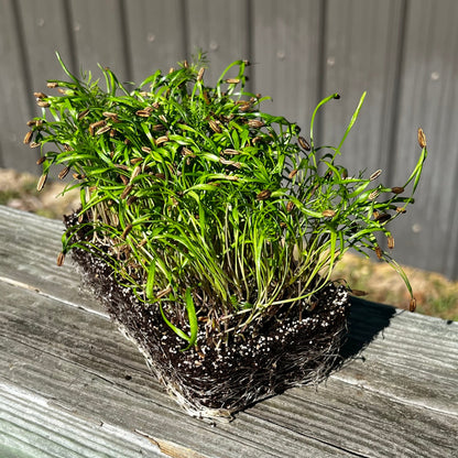  Green Fennel Microgreens