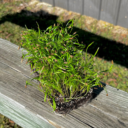  Green Fennel Microgreens