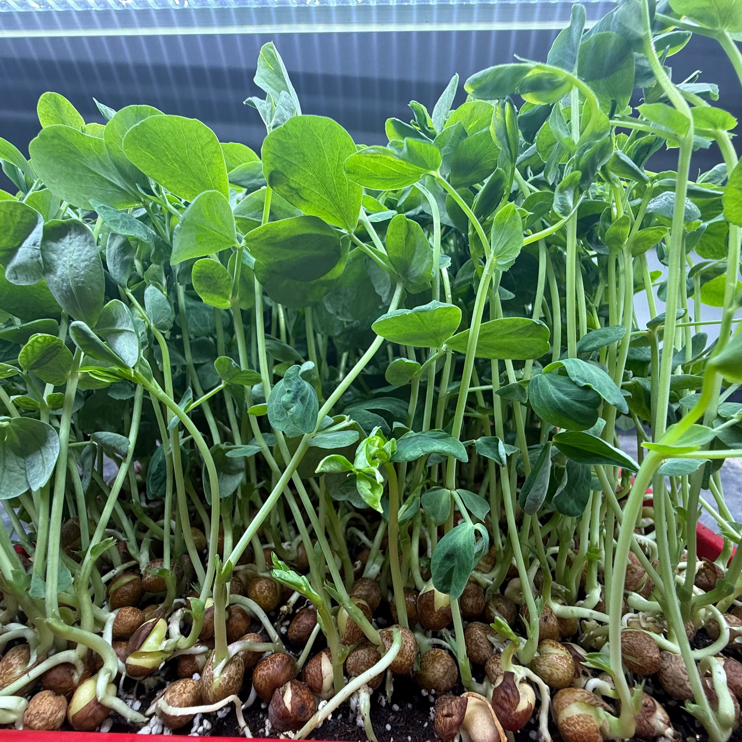  Improved Tendril Pea Microgreens