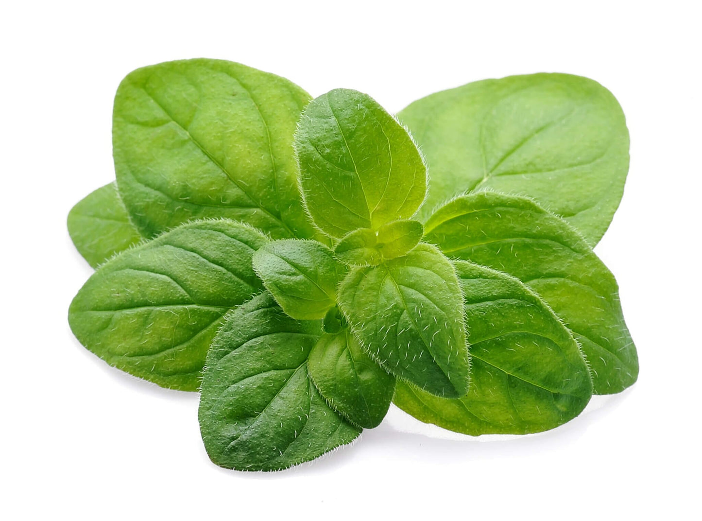  Italian Oregano