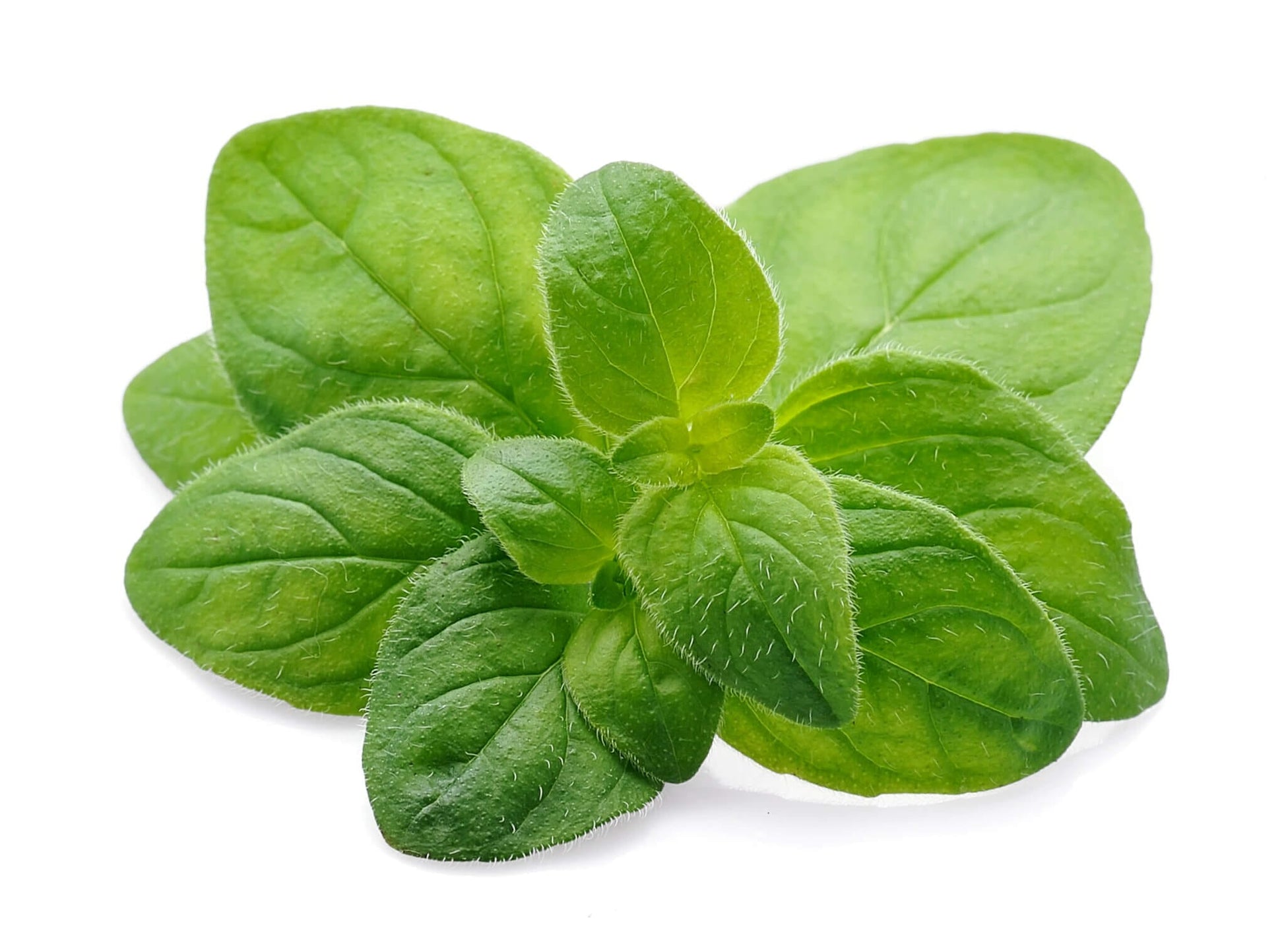  Italian Oregano