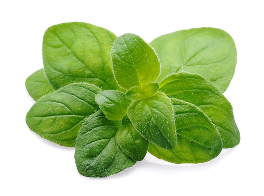  Italian Oregano