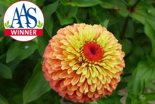  Lime Orange Queeny Zinnia