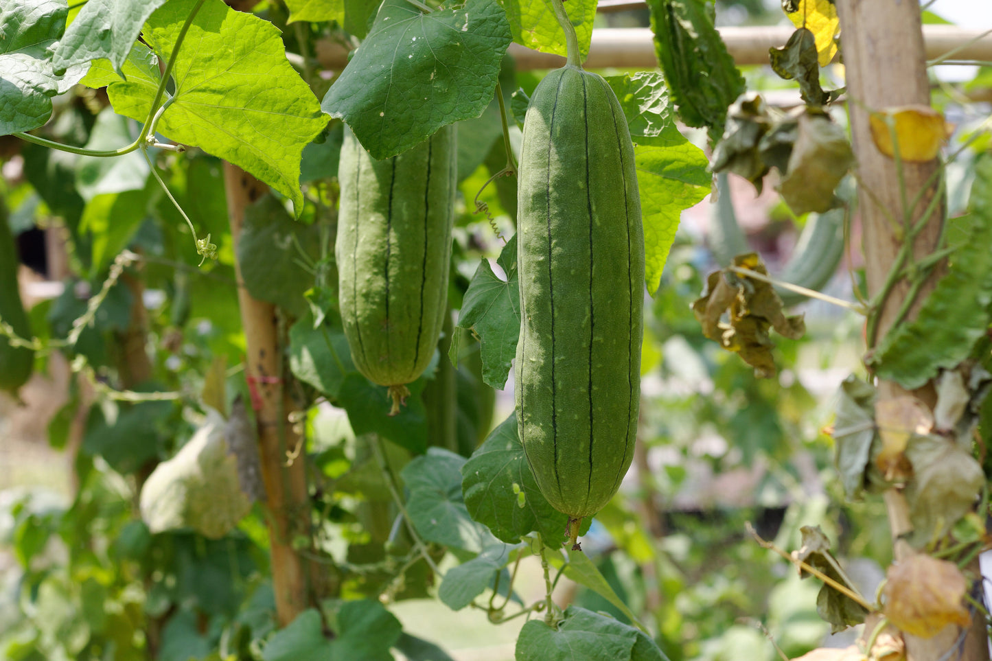  Luffa Gourd