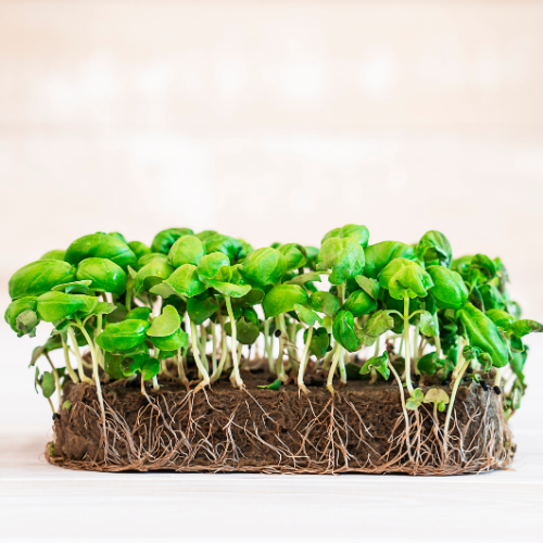  Genovese Basil Microgreens