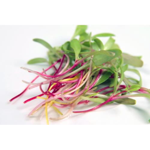  Bright Lights Swiss Chard Microgreens