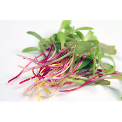  Bright Lights Swiss Chard Microgreens