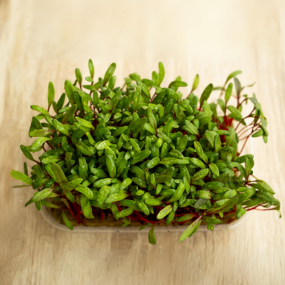  Bright Lights Swiss Chard Microgreens