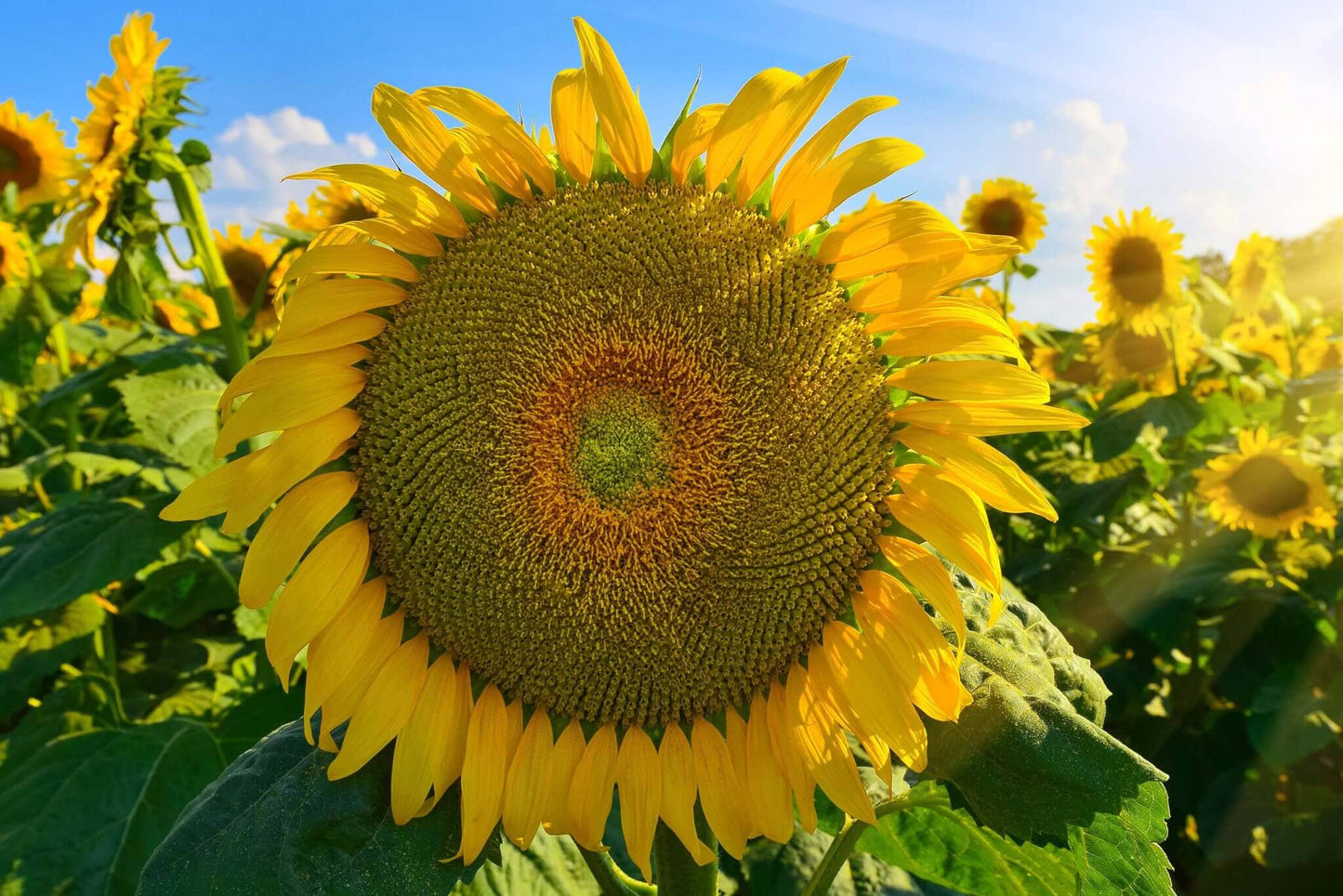  Mongolian Giant Sunflower
