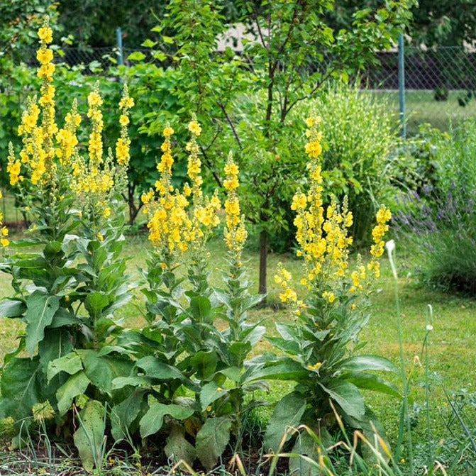  Mullein