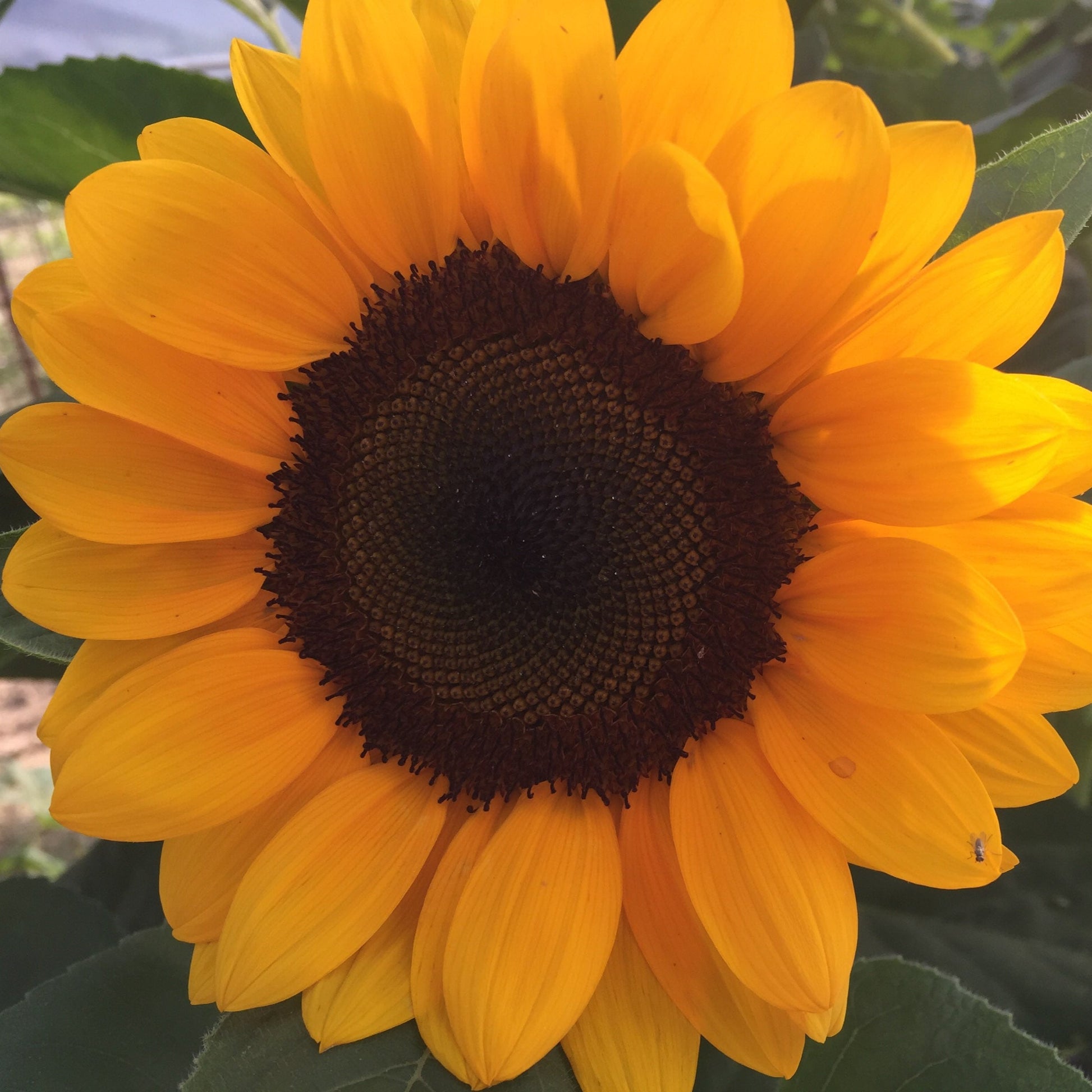  ProCut&reg; Orange Sunflower