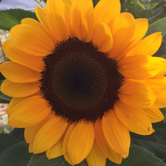  ProCut&reg; Orange Sunflower