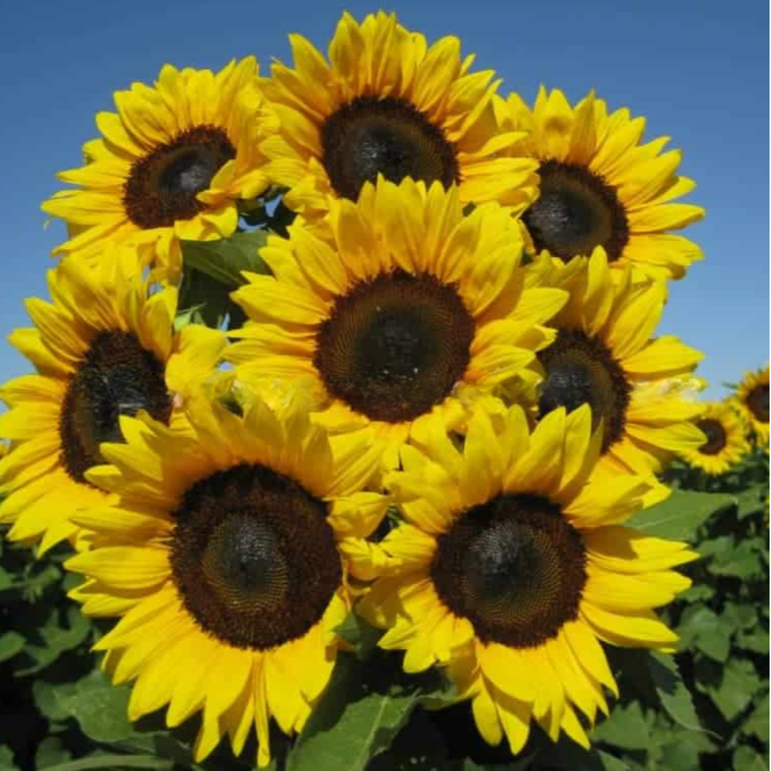  ProCut® Brilliance Sunflower