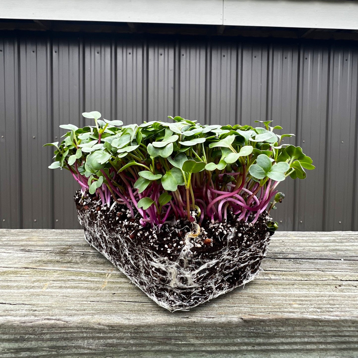  Purple Plum Radish Microgreens
