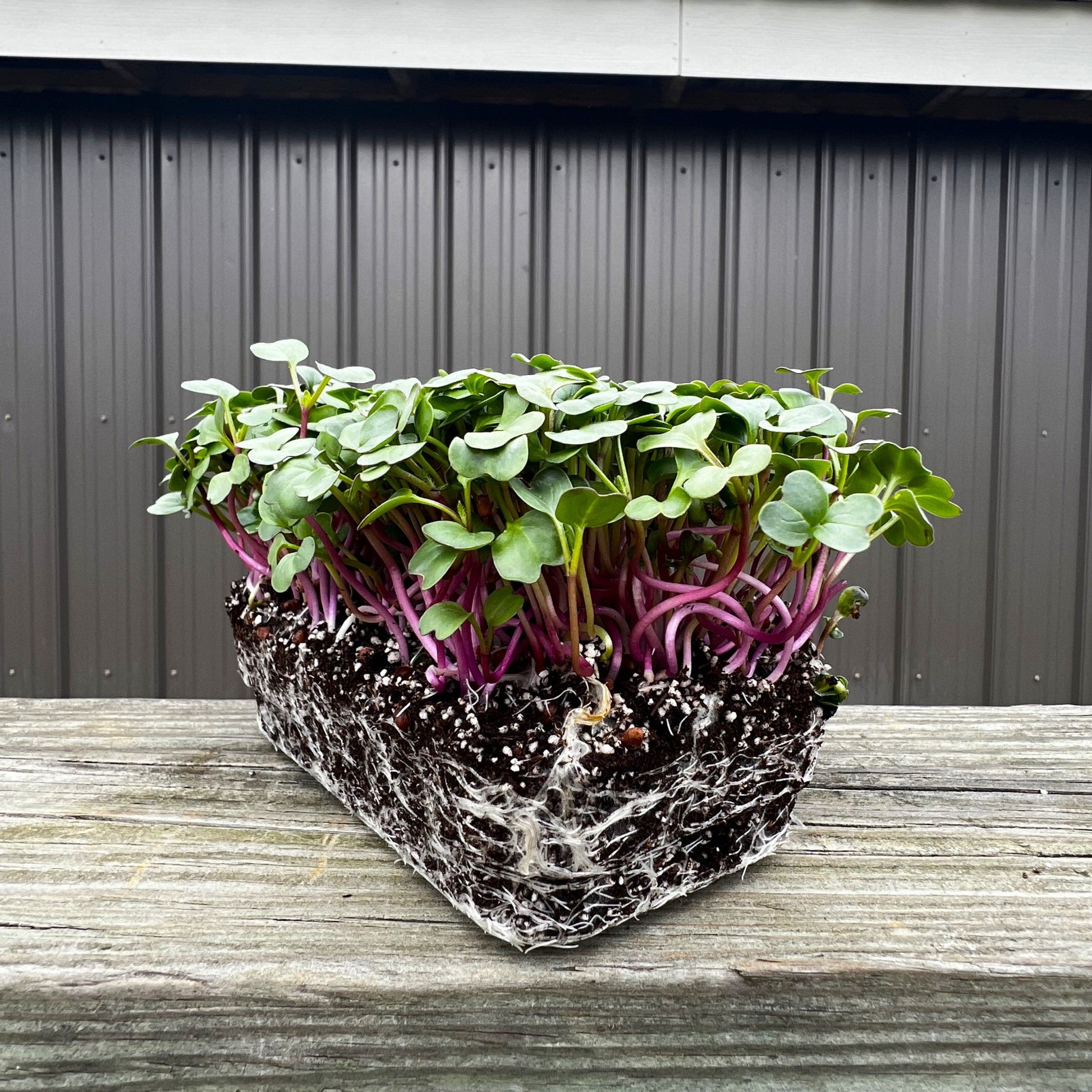  Purple Plum Radish Microgreens