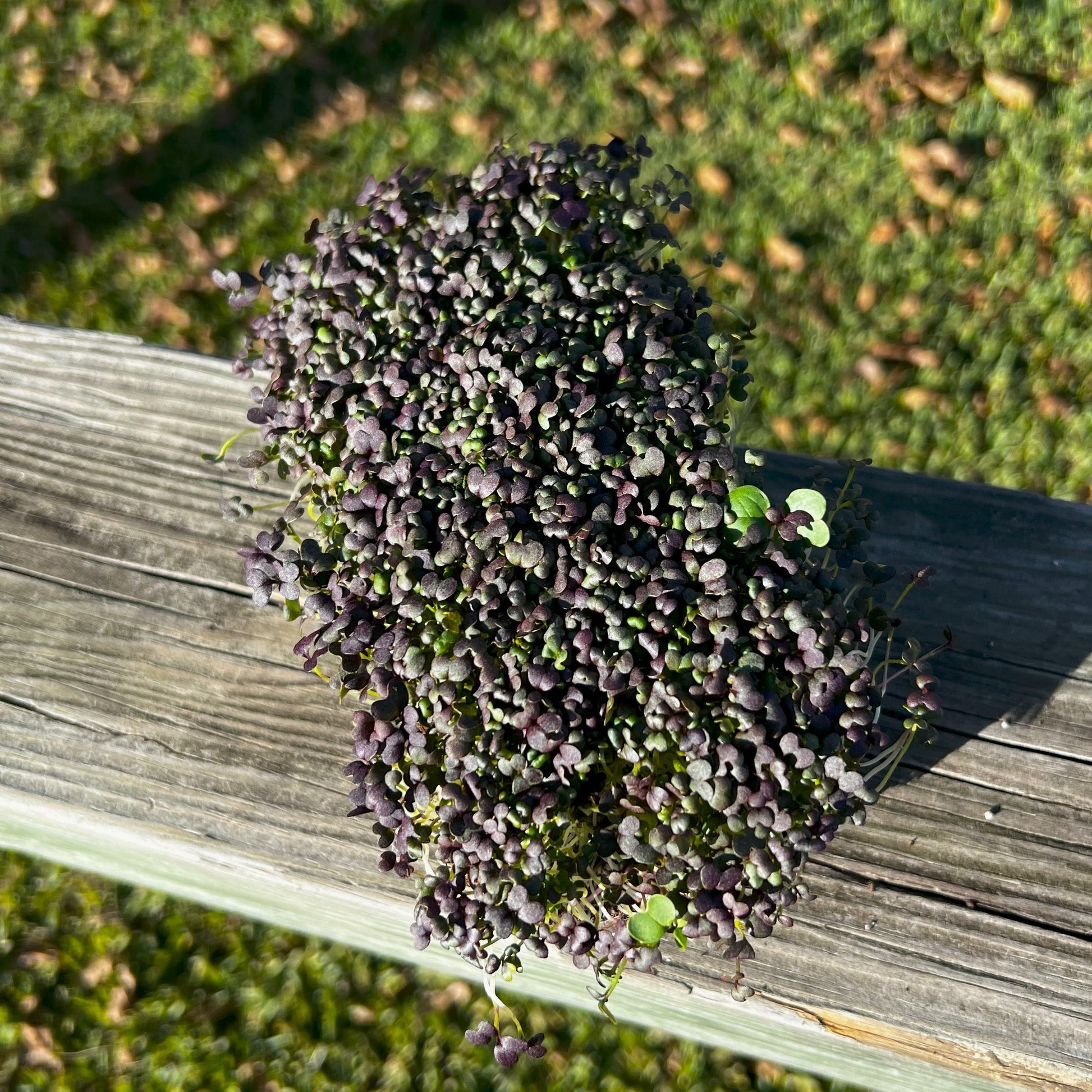  Red Frills Mustard Microgreens