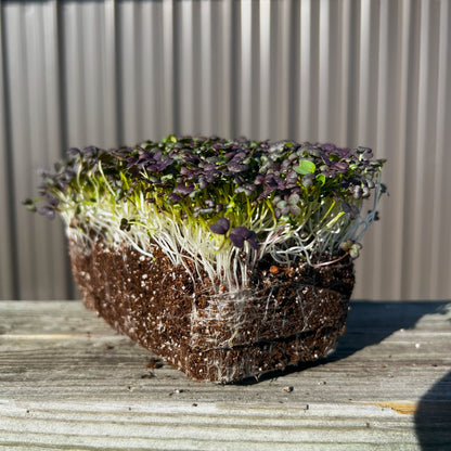  Red Frills Mustard Microgreens