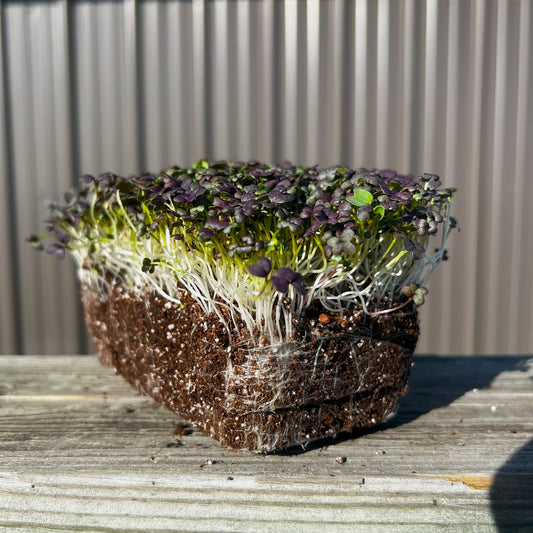  Red Frills Mustard Microgreens