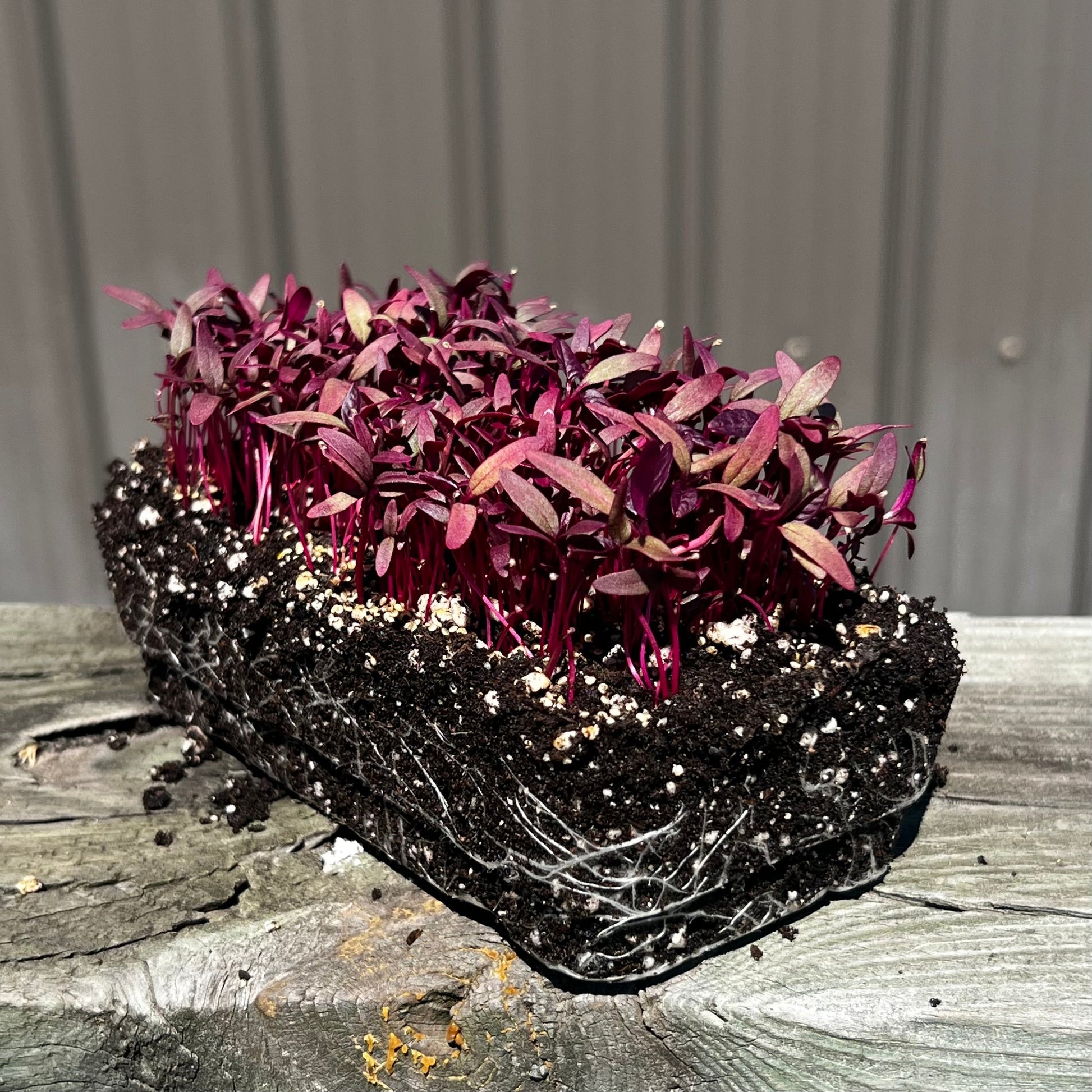  Red Garnet Amaranth Microgreens