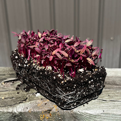  Red Garnet Amaranth Microgreens
