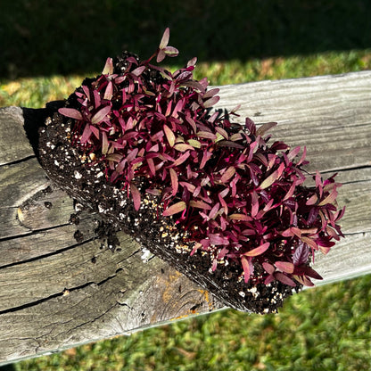  Red Garnet Amaranth Microgreens