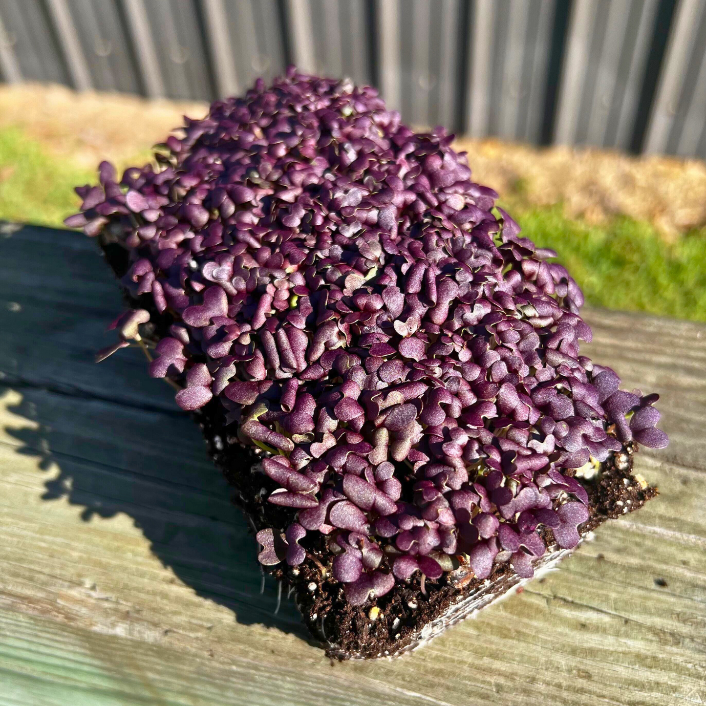  Red Lace Mustard Microgreens